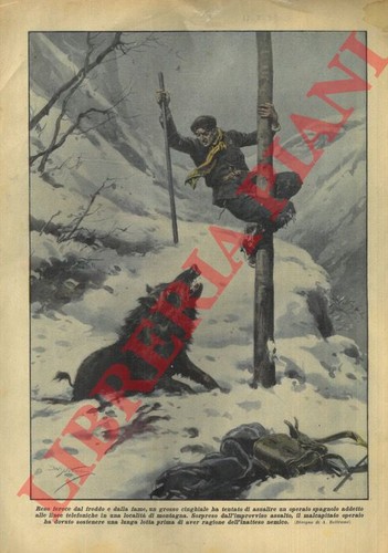 Reso feroce dal freddo dalla - feroce,